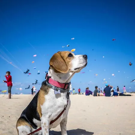 Apartament Strandmuschel